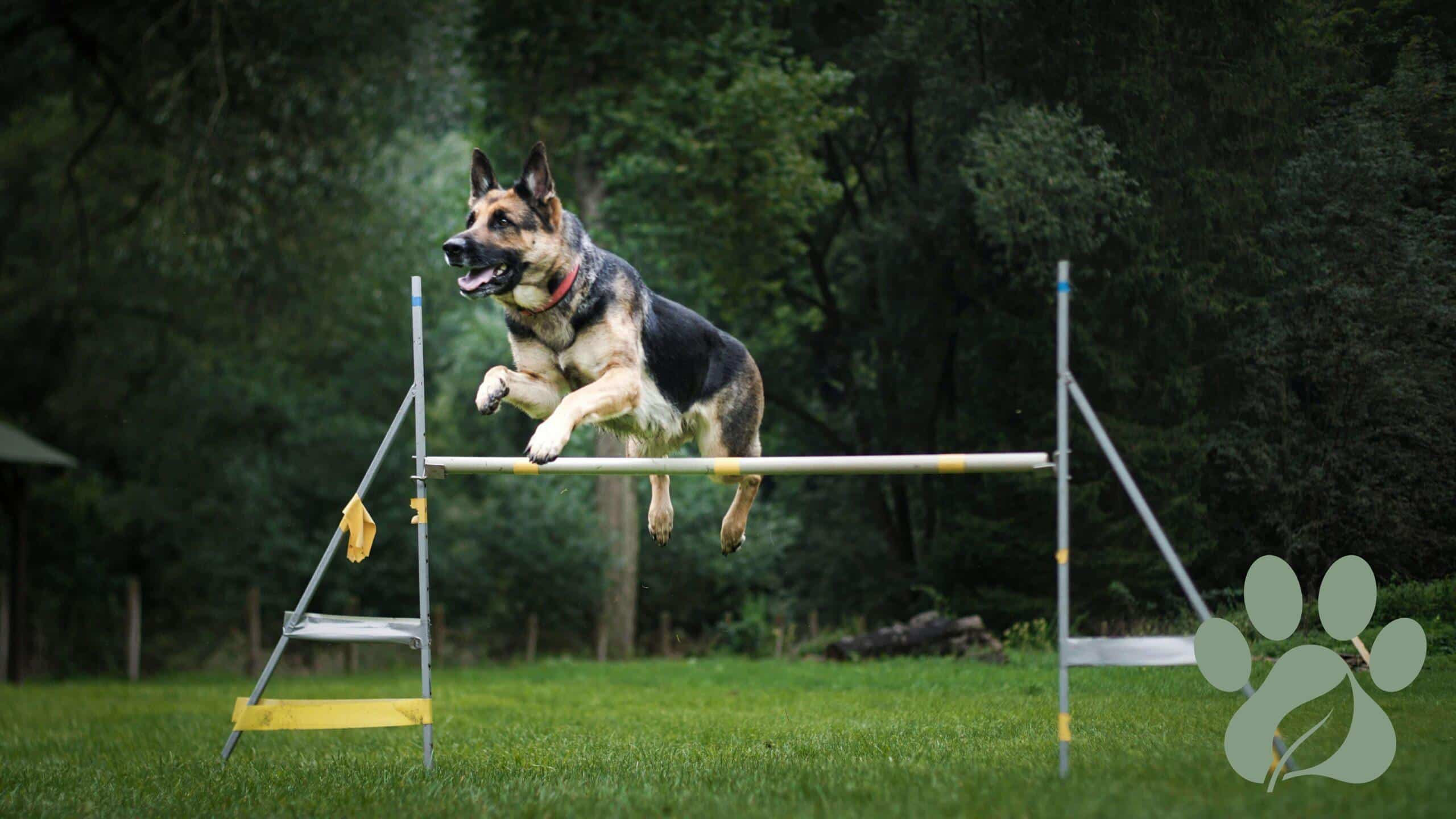 German Shepherd in action