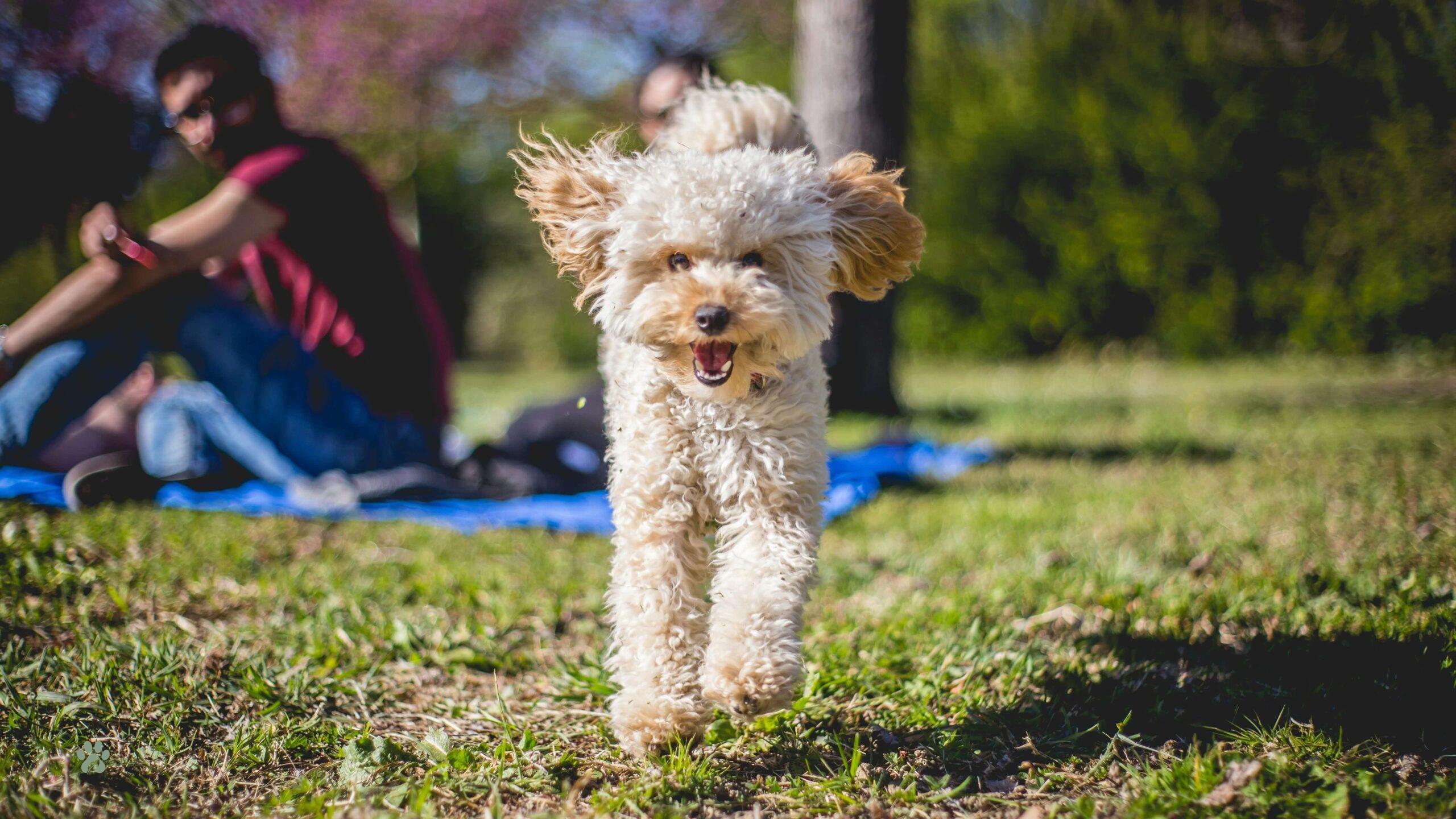 Groomed white Miniature Poodle