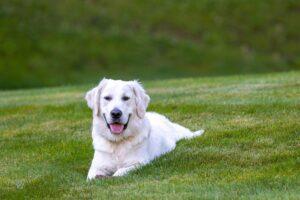 labrador retrievers