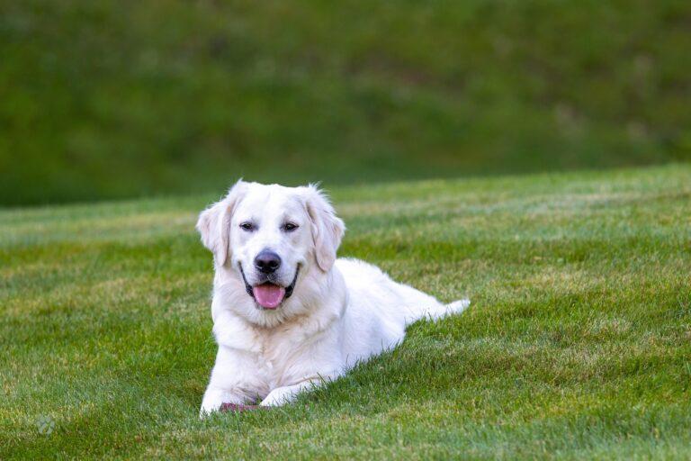 labrador retrievers