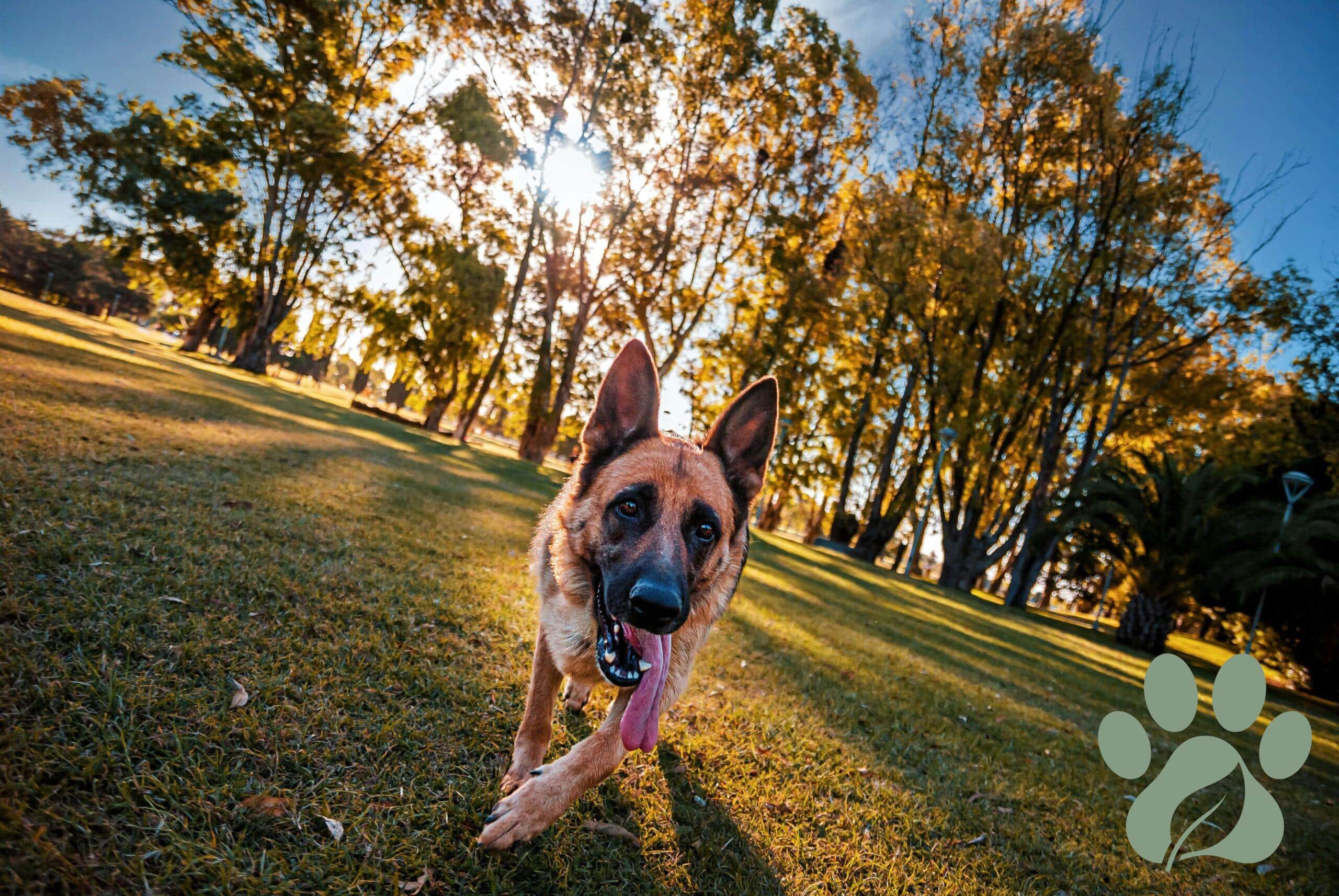Healthy German Shepherd outdoors